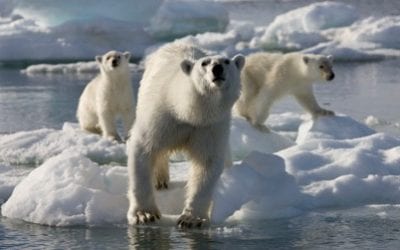 ‘Australis’ supports filming of ‘Frozen Planet’