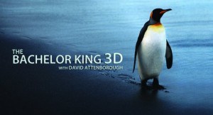 Bachelor King, 3D, David Attenborough, South Georgia